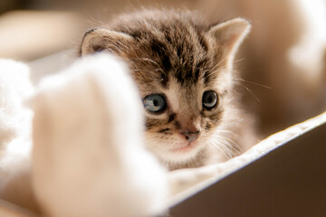 chaton tigré