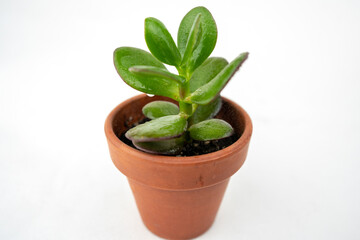Small pot with crassula or money tree. Plants indoor at home