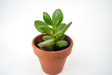 Small pot with crassula or money tree. Plants indoor at home