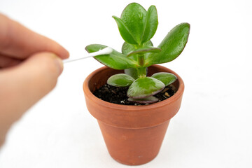 Small pot with crassula or money tree. Wipe the leaves to take care of indoor plants at home