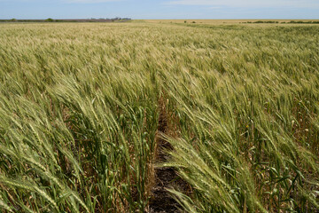 Wheat field details, ready to harvest
