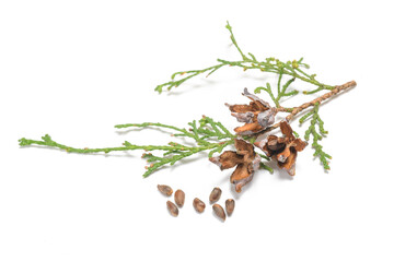 Thuja branch with seeds