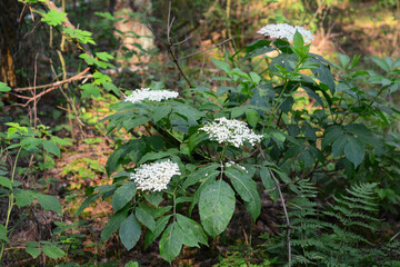 Little bush of Sambucus, elderberry blooming with large clusters of white flowers growing in the forest.
