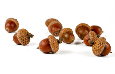 Group of several acorns isolated on white background