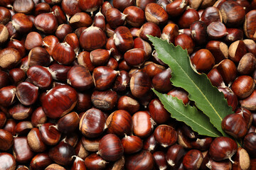 Top view of fresh edible sweet chestnuts as background, closeup