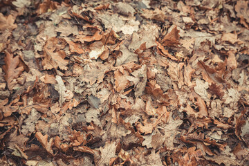 Autumn fall leaves maple oak background