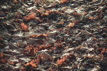Autumn fall leaves maple oak background