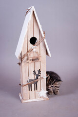 chaton tigré de noël