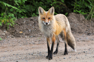 Naklejka na ściany i meble red fox in the wild Algonquin Park
