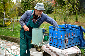 Fruit grower  throws apples into a crusher machine making brash