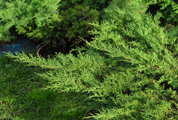 A close-up of a green needle leave juniper foliage, branches of a healthy juniper coniferous tree.
