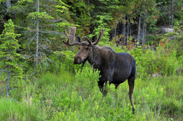 Bull Moose in swamp in Algonquin Park