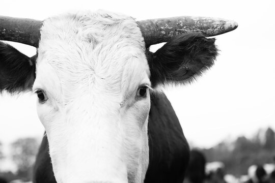 Portrait of a young bull, close-up, a herd of other bulls will sit in the distance. Monochrome image.