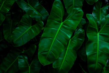closeup nature view of tropical leaf background, dark tone concept