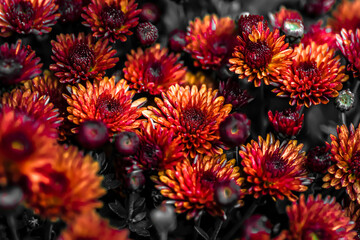 close up on red and orange chrysanthemum flowers