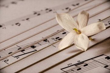 White flower on guitar strings and a sheet of music