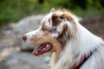 Chien Berger Australien