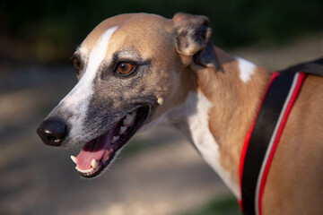 Chien l&eacute;vrier