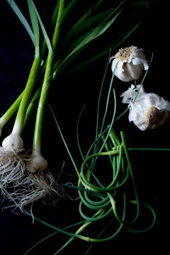 Green garlic, scales and garlic against black background