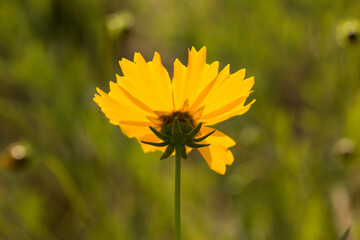 オオキンケイ菊