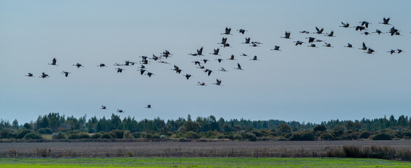 A flock of cranes flies over the field in search of food in last days before leaving for warmer climes.