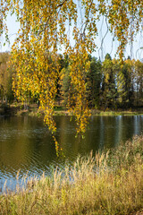 Fototapeta na wymiar Hanging long branches of birch with yellow leaves on the background of the river and forest.