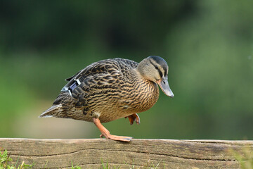 The beauty female mallard duck