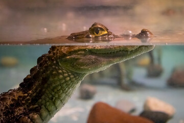 Young crocodile swims in the water