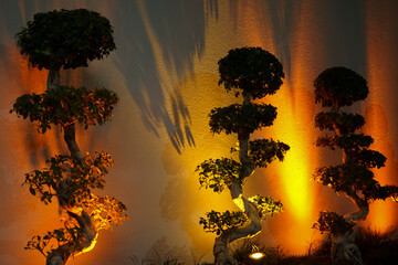 A wall with reflected light and shadows from the bonsai