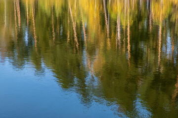 Beautiful background with tall tree trunks reflected in the water.