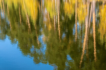 Fototapeta premium Beautiful abstract background with tall tree trunks reflected in the water.