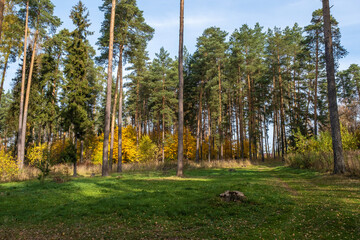 Green forest clearing surrounded by tall pines and bushes with yellow leaves.