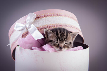 chaton tigré dans une boite