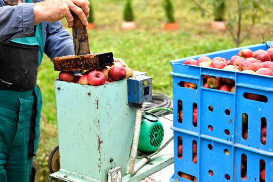 The Fruit Farmer Crushing Apples On A Crush Machine Making  Crushed Apple