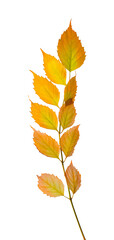 Fototapeta premium Twig with beautiful leaves isolated on white. Autumn season