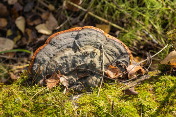 Bright large mushroom on a birch trunk against a background of green moss.