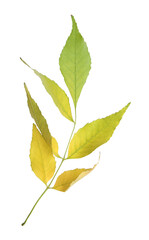 Twig with beautiful leaves isolated on white. Autumn season