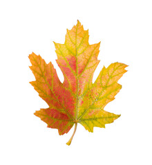 Beautiful leaf isolated on white. Autumn season