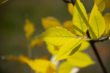 Bright yellow leaves in the sunlight on a blurry forest background.