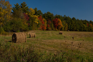 Fall foliage on edge of hay field with bright reds and oranges and yellows. Rolled hay in field sit on the green and dried grass of the meadow or farmland.
