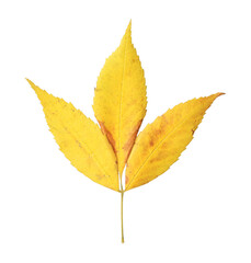 Beautiful leaf isolated on white. Autumn season