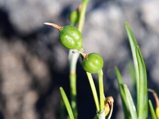 Wildflower (Narcissus calcicola)