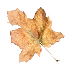 Dry leaf isolated on white. Autumn season