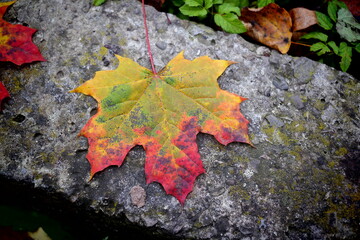 autumn maple leaf