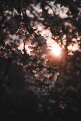 sunset in the forest