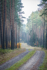 A narrow forest road in a pine forest, Masurian Voivodeship, Poland. Dark pines on a sunny autumn day. Selective focus on tree trunks, blurred background.