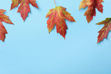 Fototapeta na wymiar Colorful autumn leaves on light blue background, flat lay. Space for text