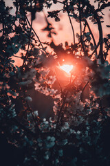 sunset in the forest