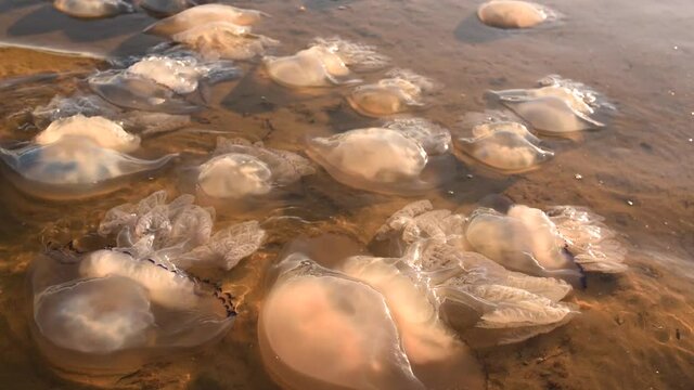 a lot of large colorful dead jellyfish with a blue border swims near the shore. Ecology in Europe Ukraine. Global warming 2020. Water pollution. Marine life after a storm