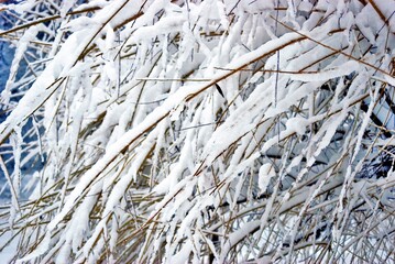 Trees under the snow in the forest